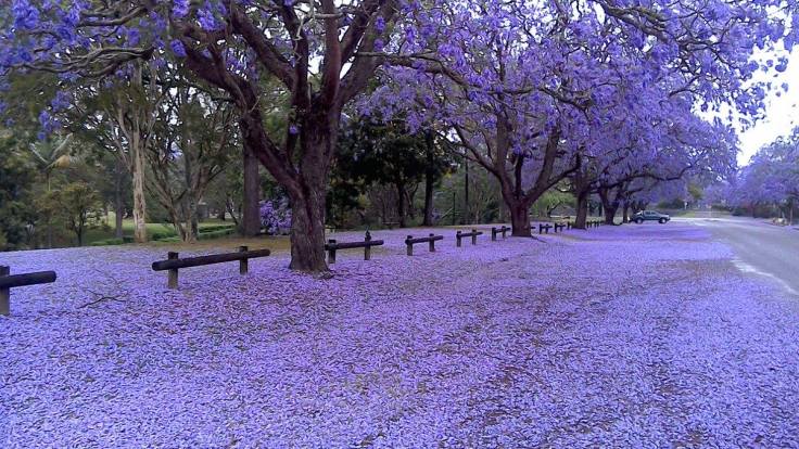 Jacarandás